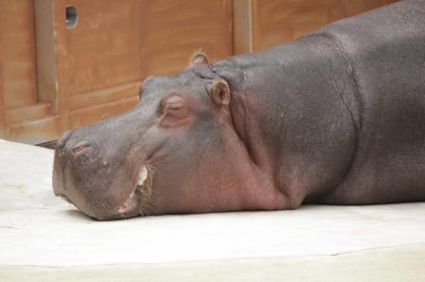 退職願い（社会人：東京生活2）